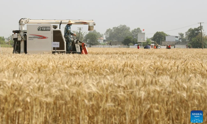 A farmer drives a reaper harvesting wheat in the farmland in Guanghan City, southwest China's Sichuan Province, May 13, 2024.(Photo: Xinhua)