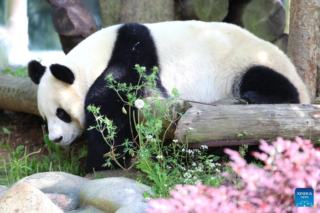 Giant panda Fufeng is seen at Tangshan Ziqing Lake wildlife zoo in Nanjing, capital of east China's Jiangsu Province, May 12, 2024.(Photo: Xinhua)