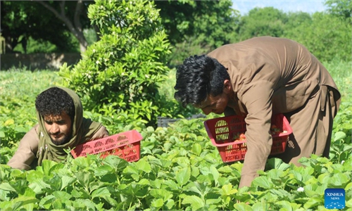 Farmers sort, pack strawberries in Khogyani District, Afghanistan ...