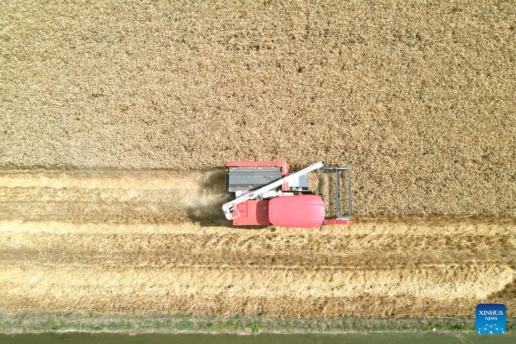 An aerial drone photo shows a reaper harvesting wheat in the farmland in Guanghan City, southwest China's Sichuan Province, May 13, 2024.(Photo: Xinhua)