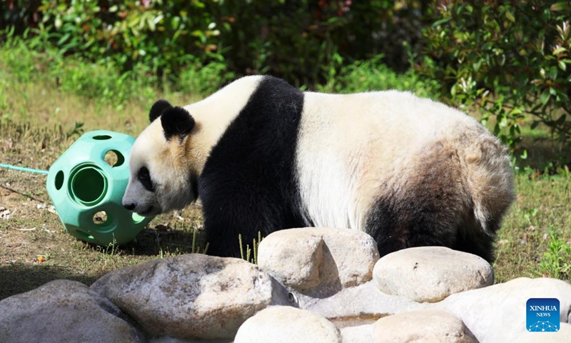 Giant panda Tuanzi is seen at Tangshan Ziqing Lake wildlife zoo in Nanjing, capital of east China's Jiangsu Province, May 12, 2024.(Photo: Xinhua)