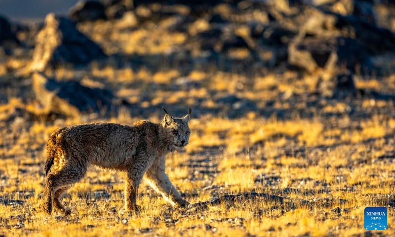 This photo taken on May 12, 2024 shows a lynx at the Changtang National Nature Reserve in Nyima County of Nagqu City, southwest China's Xizang Autonomous Region. Dubbed the paradise of wild animals, Changtang National Nature Reserve is home to over 30 kinds of wild animals listed on China's national-level protection catalogue, including Tibetan antelopes and wild yaks.(Photo: Xinhua)