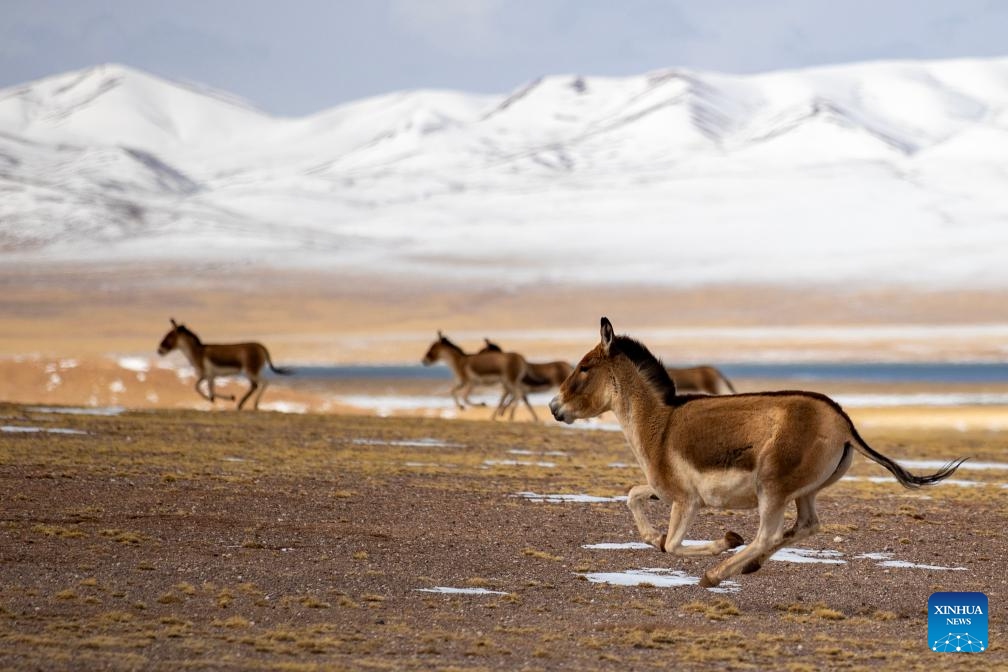 This photo taken on May 9, 2024 shows Tibetan wild donkeys at the Changtang National Nature Reserve in Nyima County of Nagqu City, southwest China's Xizang Autonomous Region. Dubbed the paradise of wild animals, Changtang National Nature Reserve is home to over 30 kinds of wild animals listed on China's national-level protection catalogue, including Tibetan antelopes and wild yaks.(Photo: Xinhua)