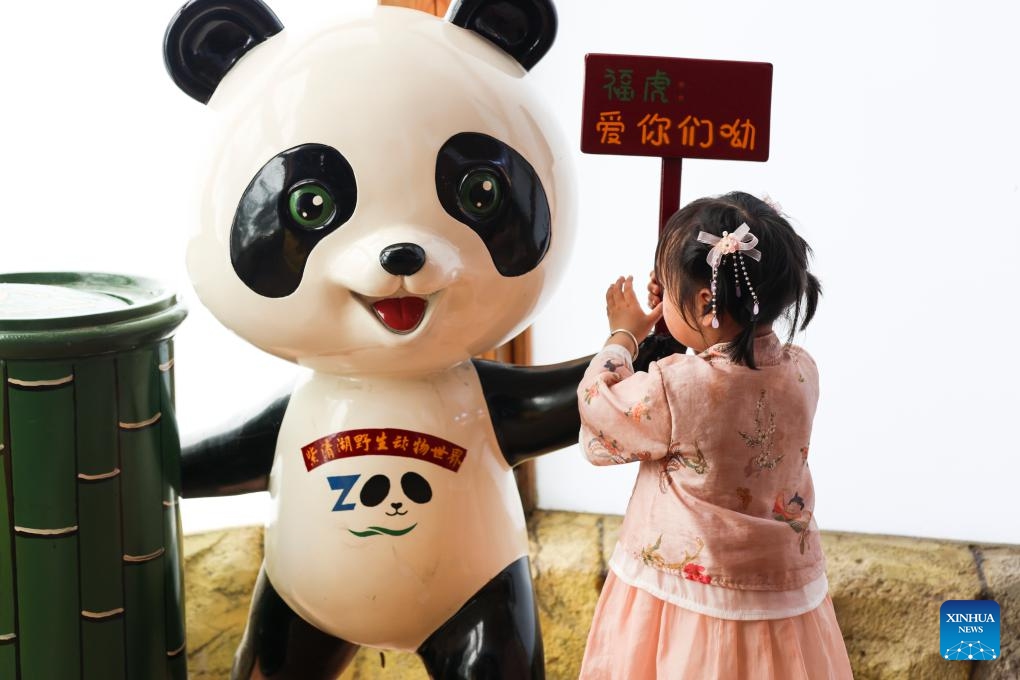 A child looks at a model of panda at Tangshan Ziqing Lake wildlife zoo in Nanjing, capital of east China's Jiangsu Province, May 12, 2024.(Photo: Xinhua)