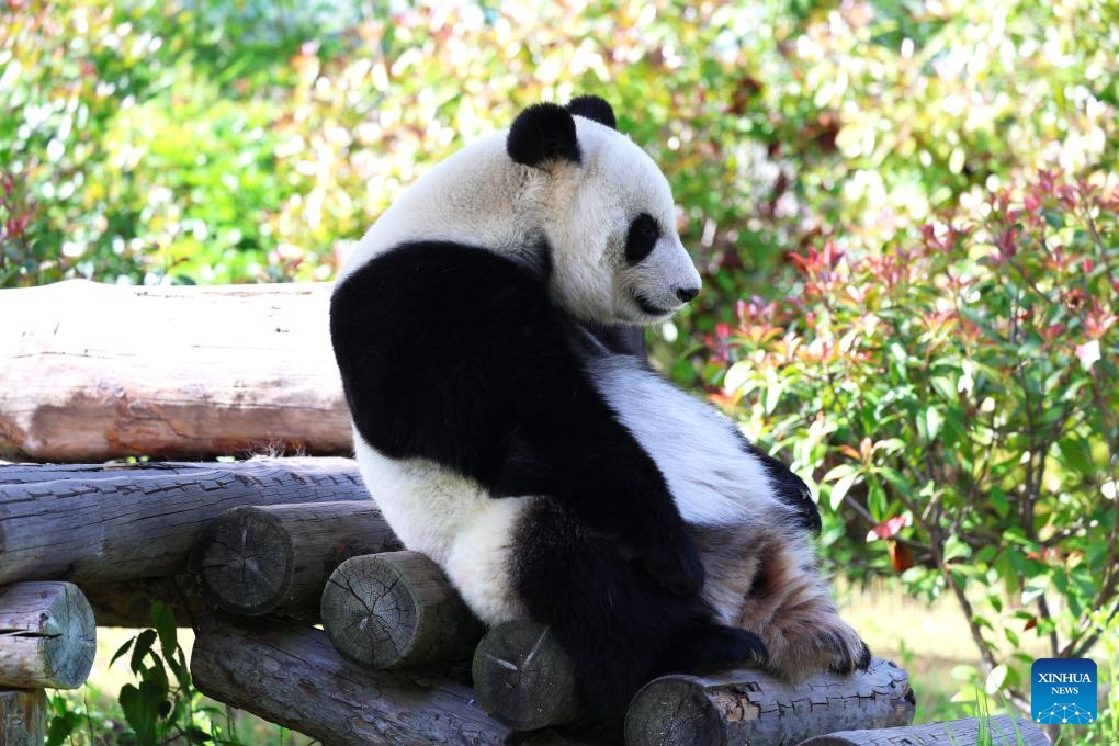 Giant panda Tuanzi is seen at Tangshan Ziqing Lake wildlife zoo in Nanjing, capital of east China's Jiangsu Province, May 12, 2024.(Photo: Xinhua)