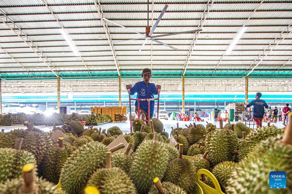 Workers transport durians at a processing factory in Chanthaburi, Thailand, April 26, 2024. Thailand is one of the world's leading producers and exporters of durian, exporting large quantities to China each year. According to data from China's General Administration of Customs, in 2023, China imported 1.426 million tonnes of fresh durian, with 929,000 tonnes coming from Thailand, accounting for 65.15 percent of China's total fresh durian imports.(Photo: Xinhua)