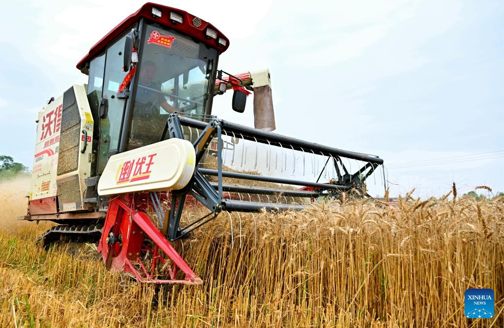 A reaper harvests wheat in the farmland in Fangjia Town in Renshou County of Meishan City, southwest China's Sichuan Province, May 12, 2024.(Photo: Xinhua)