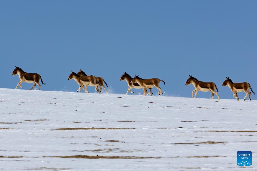 This photo taken on May 9, 2024 shows Tibetan wild donkeys at the Changtang National Nature Reserve in Nyima County of Nagqu City, southwest China's Xizang Autonomous Region. Dubbed the paradise of wild animals, Changtang National Nature Reserve is home to over 30 kinds of wild animals listed on China's national-level protection catalogue, including Tibetan antelopes and wild yaks.(Photo: Xinhua)