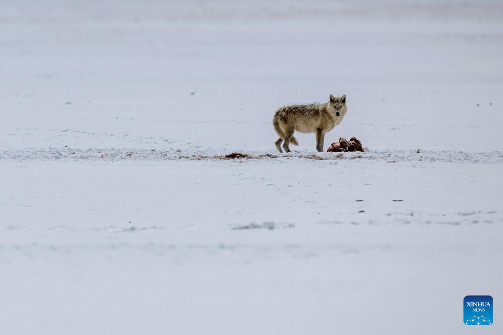 This photo taken on May 9, 2024 shows a wolf at the Changtang National Nature Reserve in Nyima County of Nagqu City, southwest China's Xizang Autonomous Region. Dubbed the paradise of wild animals, Changtang National Nature Reserve is home to over 30 kinds of wild animals listed on China's national-level protection catalogue, including Tibetan antelopes and wild yaks.(Photo: Xinhua)