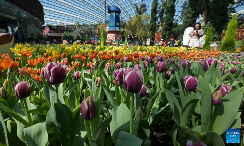 Tourists view the tulip blossoms at the floral exhibition Tulipmania at Singapore's Gardens by the Bay on May 14, 2024.(Photo: Xinhua)