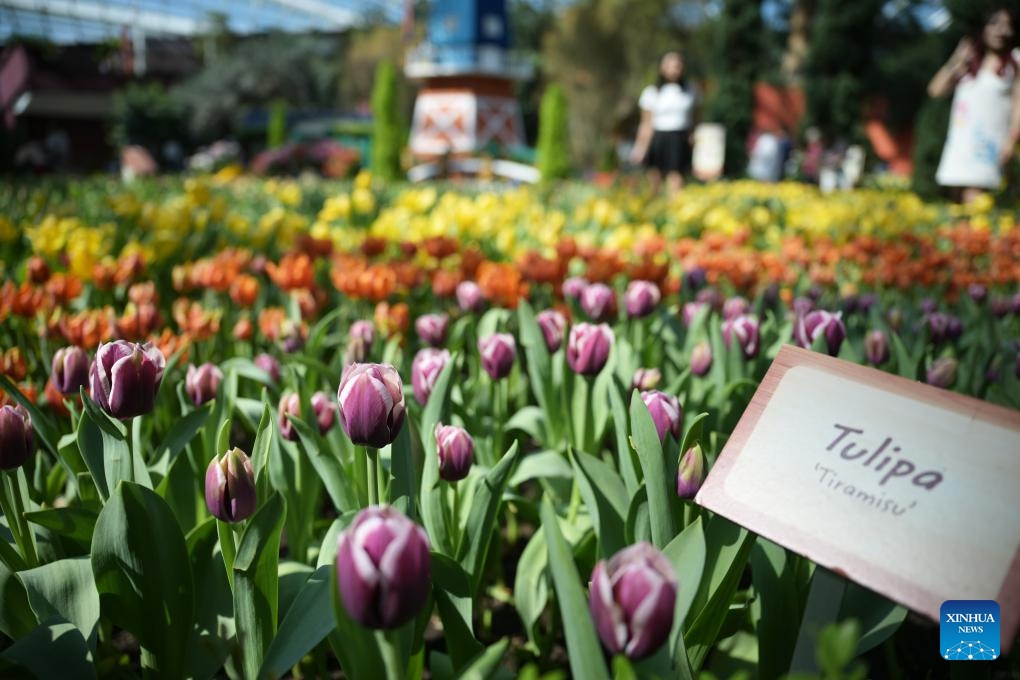 Tourists view the tulip blossoms at the floral exhibition Tulipmania at Singapore's Gardens by the Bay on May 14, 2024.(Photo: Xinhua)