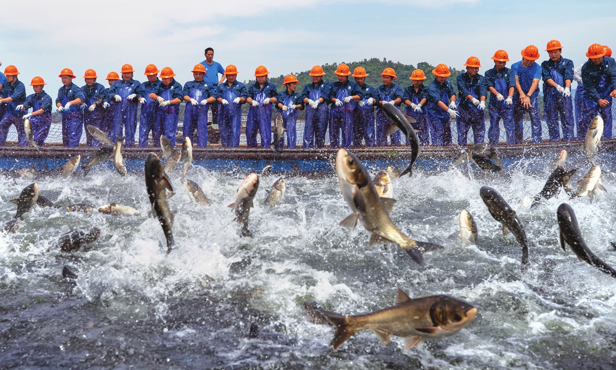 Fishermen work together to catch fish at Qiandao Lake in Hangzhou, East China's Zhejiang Province, on May 15, 2024. Using a huge fishnet is the last step in organic fishing, which involves surrounding schools of fish with nets, and finally forcing them into fixed nets. Qiandao Lake covers 573 square kilometers, with an economic value of over 4 billion yuan ($554 million). Photo: VCG