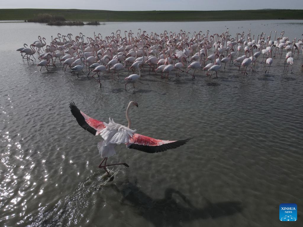 Flamingos are pictured at the Sel Kapani Dam Lake in Ankara, Türkiye, on May 14, 2024. Flamingos, herons, pelicans... Türkiye's migratory bird species have returned to the capital city Ankara's lakes and ponds this year, much to the delight of local bird watchers.(Photo: Xinhua)