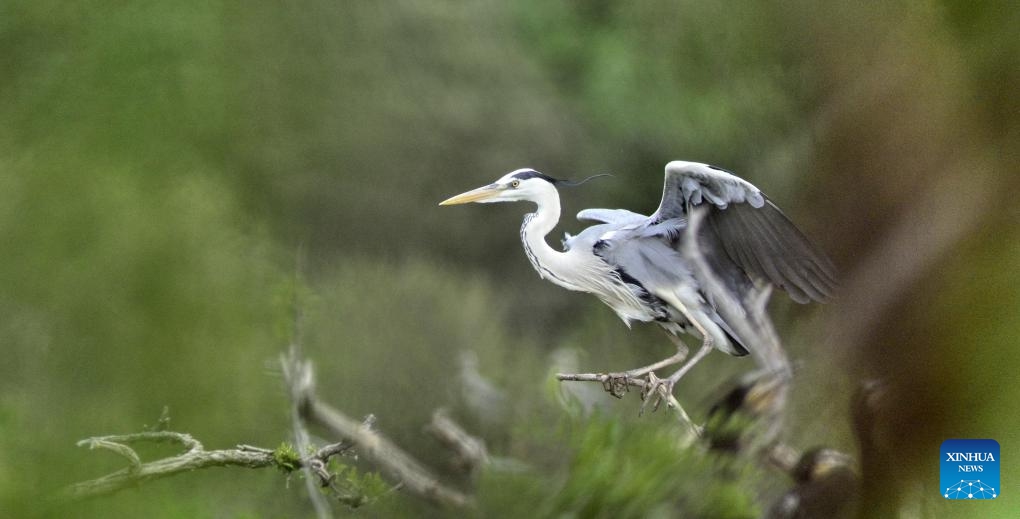 A heron is seen at Miyun reservoir in Beijing, capital of China, May 14, 2024. Over 3,000 of six species of birds are currently breeding baby birds on an island at Miyun reservoir. A good habitat for birds was created here thanks to the measures taken by local authorities in recent years.(Photo: Xinhua)