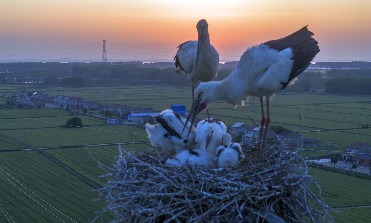 An oriental stork couple takes care of four chicks on an iron tower in Huai'an city, East China's Jiangsu Province on May 14, 2024. The quadruplets are expected to spread wings and fly after half a month. Photo: VCG