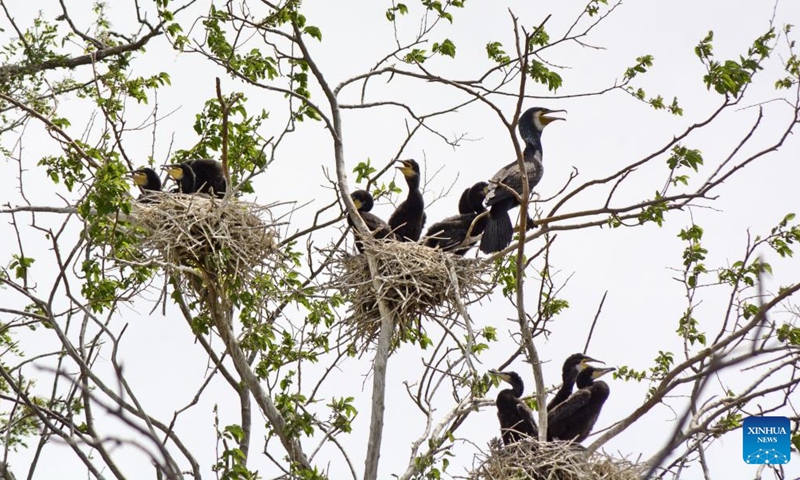 Birds perch on a tree at Miyun reservoir in Beijing, capital of China, May 14, 2024. Over 3,000 of six species of birds are currently breeding baby birds on an island at Miyun reservoir. A good habitat for birds was created here thanks to the measures taken by local authorities in recent years.(Photo: Xinhua)