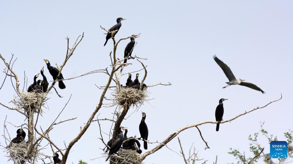 Birds perch on a tree at Miyun reservoir in Beijing, capital of China, May 14, 2024. Over 3,000 of six species of birds are currently breeding baby birds on an island at Miyun reservoir. A good habitat for birds was created here thanks to the measures taken by local authorities in recent years.(Photo: Xinhua)