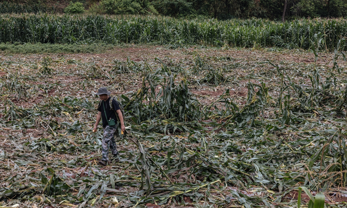 An elephant ranger patrols a cornfield that was devoured by elephants the previous night in Mengla County, Xishuangbanna Dai Autonomous Prefecture, Southwest China's Yunnan Province, on May 11, 2024. Photo: Li Hao/GT