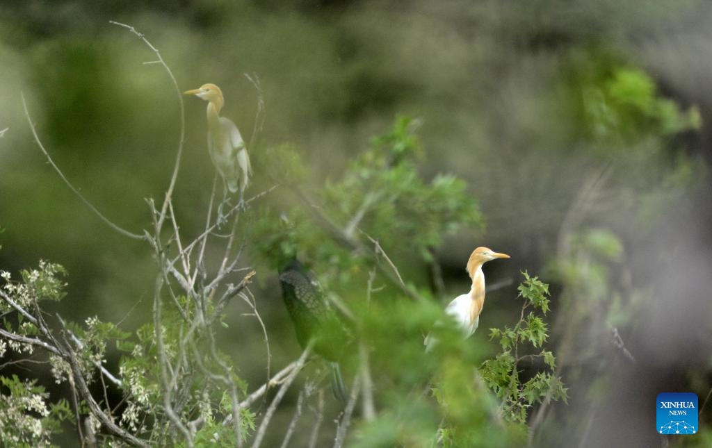 Birds perch on a tree at Miyun reservoir in Beijing, capital of China, May 14, 2024. Over 3,000 of six species of birds are currently breeding baby birds on an island at Miyun reservoir. A good habitat for birds was created here thanks to the measures taken by local authorities in recent years.(Photo: Xinhua)