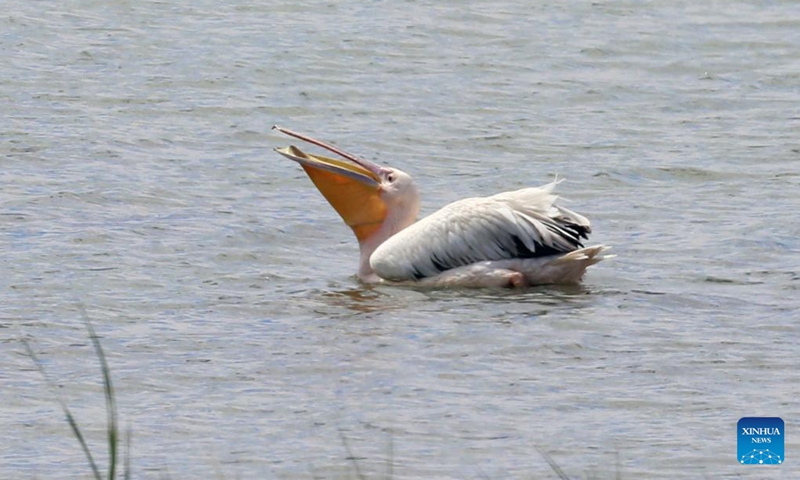 A pelican is seen at the Sel Kapani Dam Lake in Ankara, Türkiye, on May 14, 2024. Flamingos, herons, pelicans... Türkiye's migratory bird species have returned to the capital city Ankara's lakes and ponds this year, much to the delight of local bird watchers.(Photo: Xinhua)