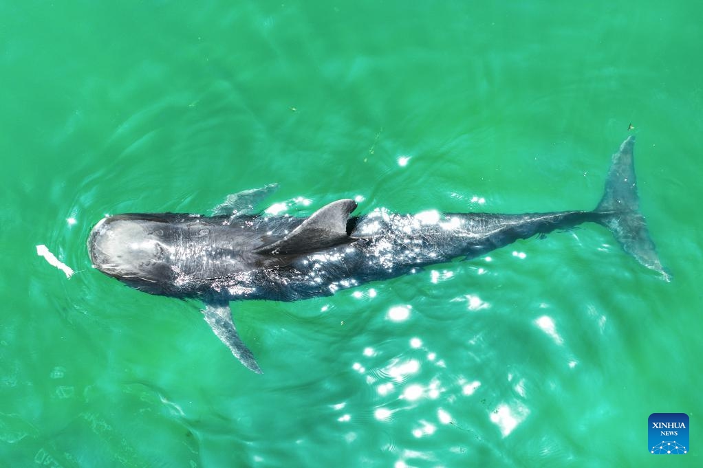 An aerial drone photo taken on May 15, 2024 shows the short-finned pilot whale Haitang eating in the water at Sanya Haichang Animal Conservation Center in Sanya, south China's Hainan Province. The recently rescued short-finned pilot whale Haitang recovers good in Sanya and is expected to be released into ocean within May based on weather and sea conditions, according to experts.(Photo: Xinhua)