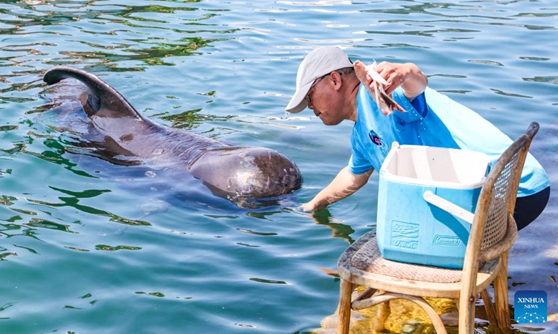 Worker from Sanya Haichang Animal Conservation Center feeds the short-finned pilot whale Haitang in Sanya, south China's Hainan Province, May 15, 2024. The recently rescued short-finned pilot whale Haitang recovers good in Sanya and is expected to be released into ocean within May based on weather and sea conditions, according to experts.(Photo: Xinhua)