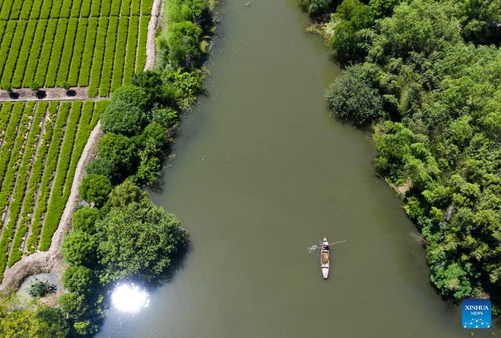 An aerial drone photo taken on May 16, 2024 shows a worker collecting floating objects on a boat at the Baita Lake national wetland park in Zhuji City, east China's Zhejiang Province. In recent years, Baita Lake national wetland park has implemented ecological restoration projects to improve the wetland ecological environment and promote the harmonious co-existence between man and nature.(Photo: Xinhua)