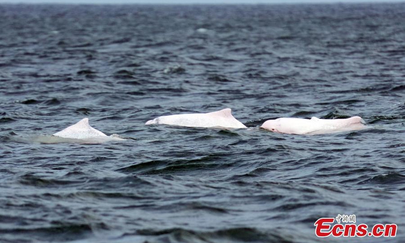 Chinese white dolphins frolic in Leizhou Bay, Zhanjiang, south China's Guangdong Province, May 16, 2024. Hailed as mermaids and giant pandas in the sea, this endangered species is under the national first-class protection in China. Leizhou Bay was listed as a Chinese white dolphin natural reserve area in Zhanjiang in 2007. Currently, Zhanjiang is home to the world's second largest group of Chinese white dolphins. Photo: China News Service