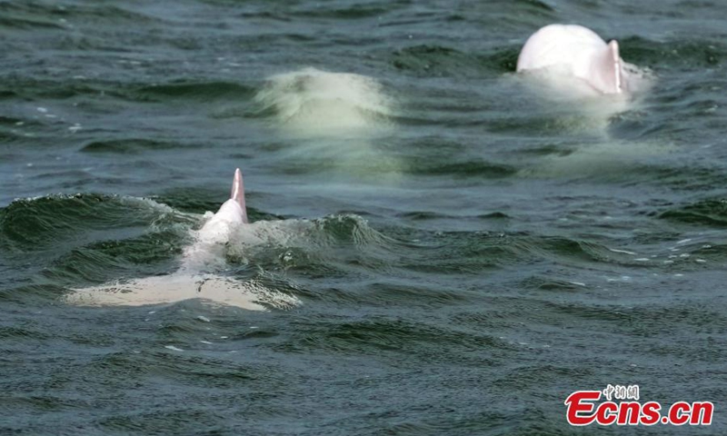 Chinese white dolphins frolic in Leizhou Bay, Zhanjiang, south China's Guangdong Province, May 16, 2024. Photo: China News Service