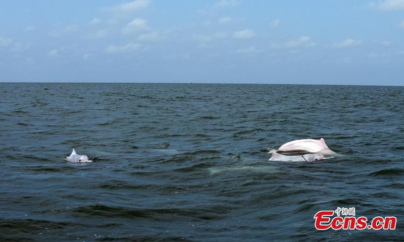 Chinese white dolphins frolic in Leizhou Bay, Zhanjiang, south China's Guangdong Province, May 16, 2024. Photo: China News Service