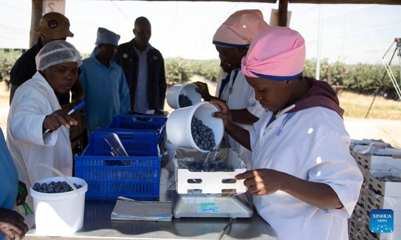 Workers pack blueberries at a farm in Marondera, Zimbabwe, on May 13, 2024. Photo: Xinhua