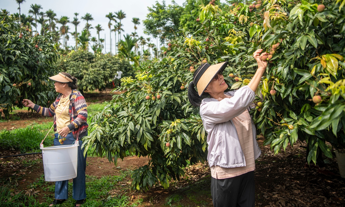 Tourists pick lychees and other tropical fruit inside a garden in South China's Hainan Province on May 19, 2024. Over 6,300 preferential measures in seven categories have been introduced across China to boost tourism in a month-long campaign to mark this year's China Tourism Day, according to the Ministry of Culture and Tourism. Photo: VCG