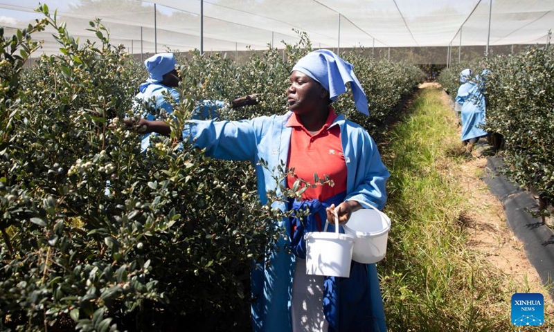 Workers harvest blueberries at a farm in Marondera, Zimbabwe, on May 13, 2024. Photo: Xinhua