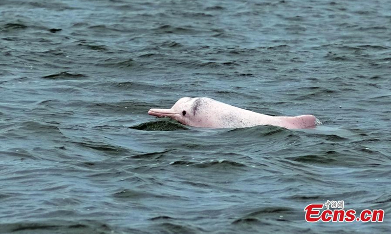 A Chinese white dolphin frolics in Leizhou Bay, Zhanjiang, south China's Guangdong Province, May 16, 2024. Photo: China News Service