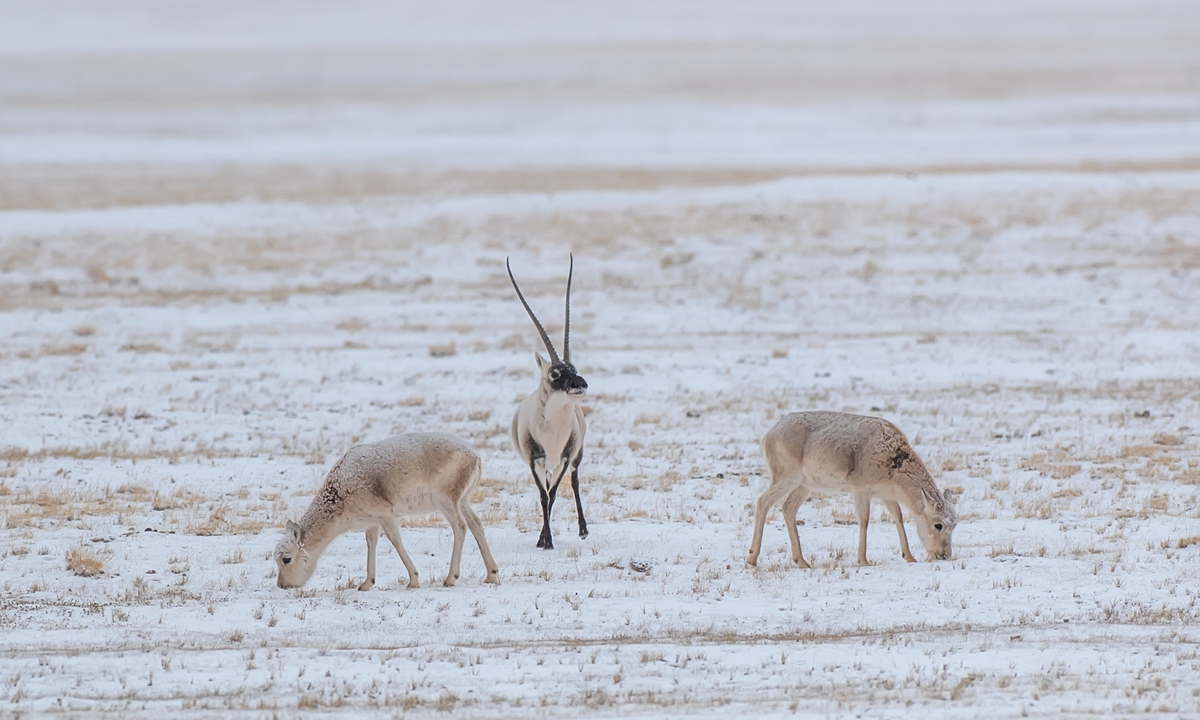 A Tibetan antelope  Photo: Courtesy of the National Forestry and Grassland Administration