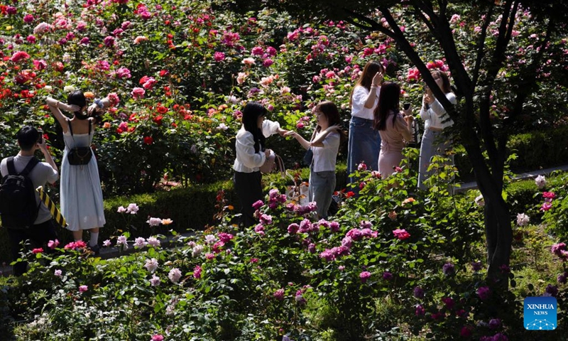 People enjoy flowers at the Seoul Rose Festival in Seoul, South Korea, May 19, 2024. The festival is running from May 18 to 25. Photo: Xinhua