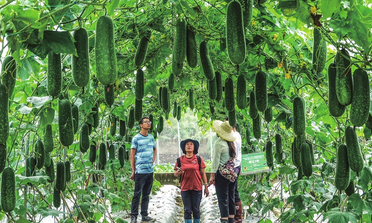 Visitors look at new varieties in the winter squash cultivation area at a new vegetable varieties conference between China and ASEAN held in Nanning, South China's Guangxi Zhuang Autonomous Region on May 20, 2024. The conference, which runs from May 20 to June 10, has seen 1,658 new vegetable varieties from 123 research institutes and enterprises in China and abroad. Photo: cnsphoto