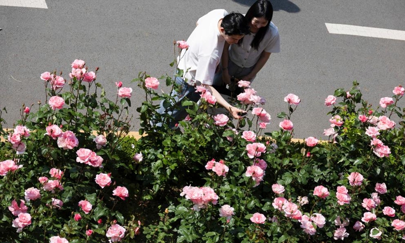 People enjoy flowers at the Seoul Rose Festival in Seoul, South Korea, May 19, 2024. The festival is running from May 18 to 25. Photo: Xinhua