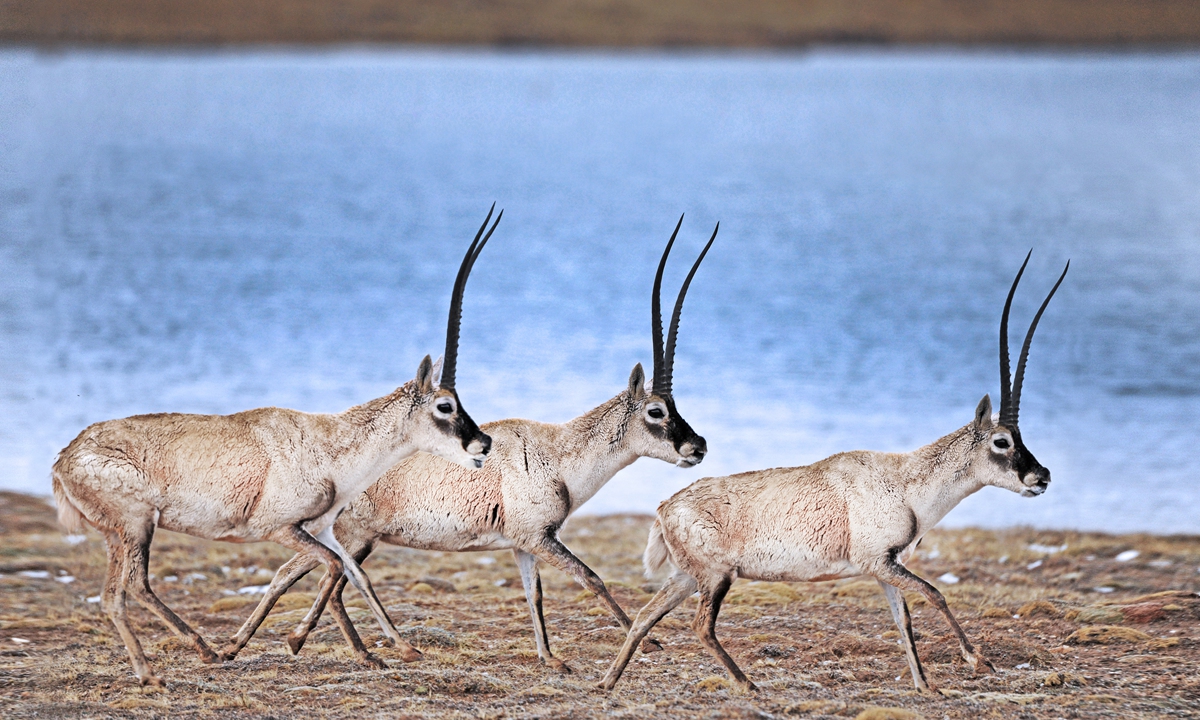 Tibetan antelopes are seen at Sanjiangyuan in Yushu, Northwest China's Qinghai Province, on October 16, 2021. 