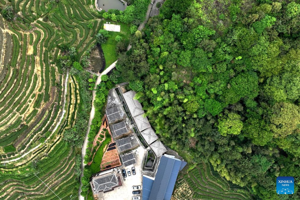 An aerial drone photo taken on May 9, 2024 shows a tea farm in Xiping Town of Anxi County, Quanzhou City, southeast China's Fujian Province. Fujian Province is covered by a total area of more than 121 million mu (about 8.1 million hectares) of forest that accounts for 65.12 percent of its land surface.(Photo: Xinhua)