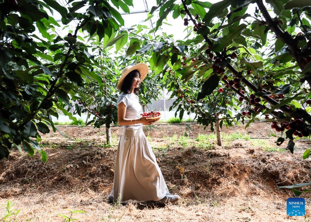 A tourist enjoys leisure time at a farm in Nanhu Town of Rizhao City, east China's Shandong Province, May 22, 2024. Relying on its natural scenery and convenient transportation, Nanhu Town of Rizhao City has been vigorously developing ecological tourism featuring fruits-picking tours and agritainment in recent years. Agricultural farms for leisure see increasing popularity among tourists and locals.(Photo: Xinhua)