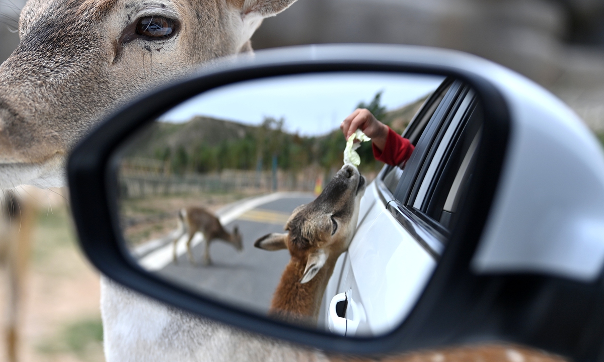 Visitors feed a deer in a wild animal park when they drive through the park. Photo: VCG