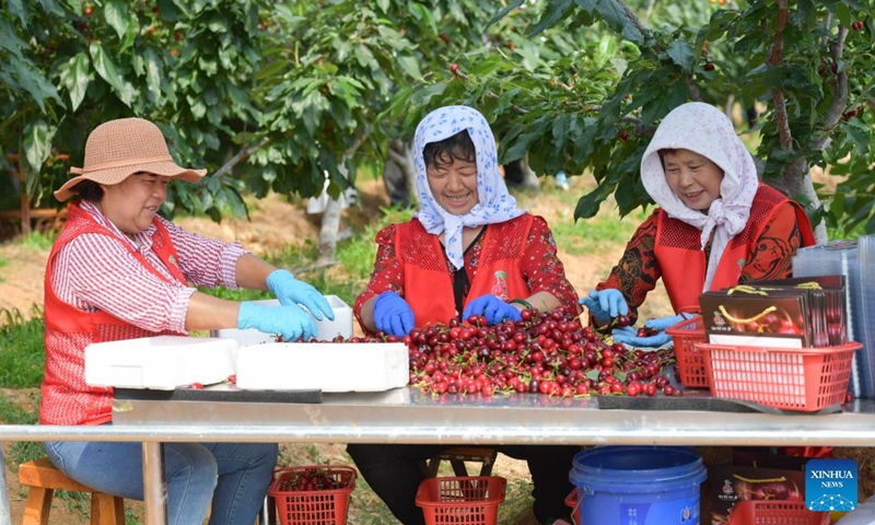 Workers sort and pack freshly picked cherries at a farm in Nanhu Town of Rizhao City, east China's Shandong Province, May 22, 2024. Relying on its natural scenery and convenient transportation, Nanhu Town of Rizhao City has been vigorously developing ecological tourism featuring fruits-picking tours and agritainment in recent years. Agricultural farms for leisure see increasing popularity among tourists and locals.(Photo: Xinhua)