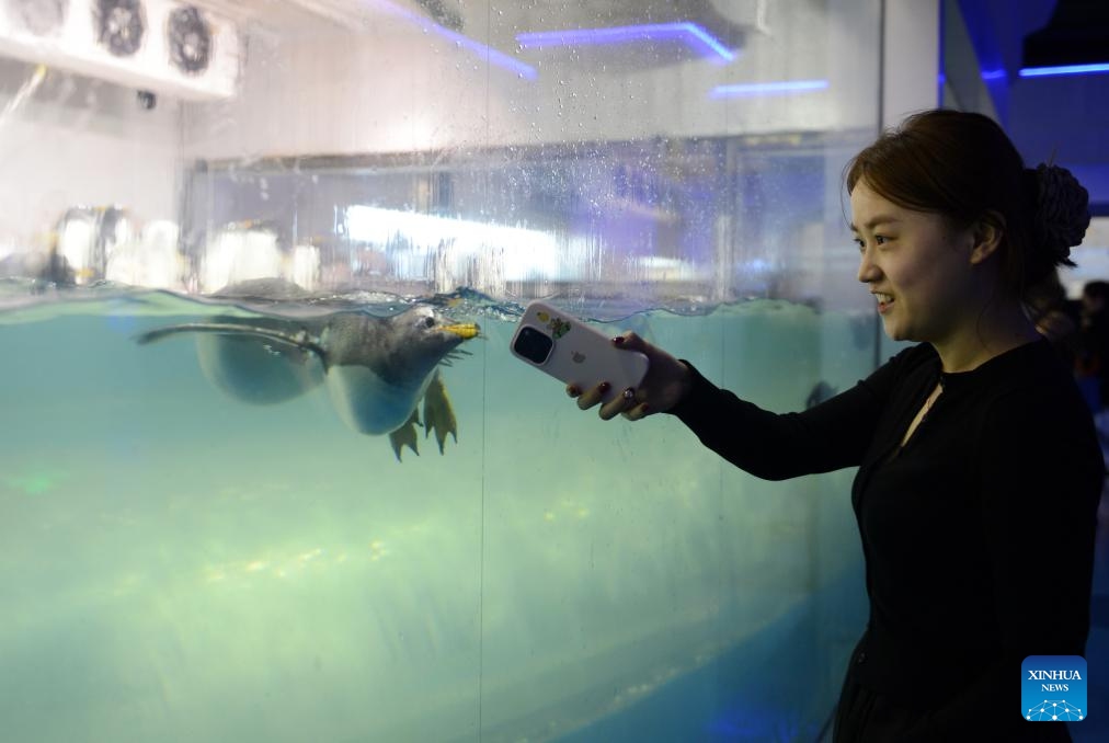 A tourist interacts with a penguin at Sunasia Ocean World in Dalian, northeast China's Liaoning Province, May 22, 2024. Various scenic spots in Dalian see surging tourists as the coastal city reaches the peak of its tourism season. The sites as zoos and aquariums even the natural places where tourists can see wild animals are among the increasingly popular destinations for the tourists.(Photo: Xinhua)