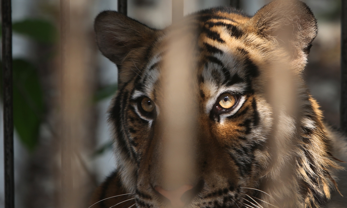 A tiger in the cage Photo: VCG