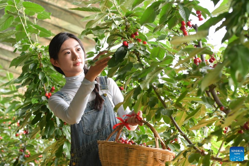 A tourist picks cherries at a farm in Nanhu Town of Rizhao City, east China's Shandong Province, May 22, 2024. Relying on its natural scenery and convenient transportation, Nanhu Town of Rizhao City has been vigorously developing ecological tourism featuring fruits-picking tours and agritainment in recent years. Agricultural farms for leisure see increasing popularity among tourists and locals.(Photo: Xinhua)