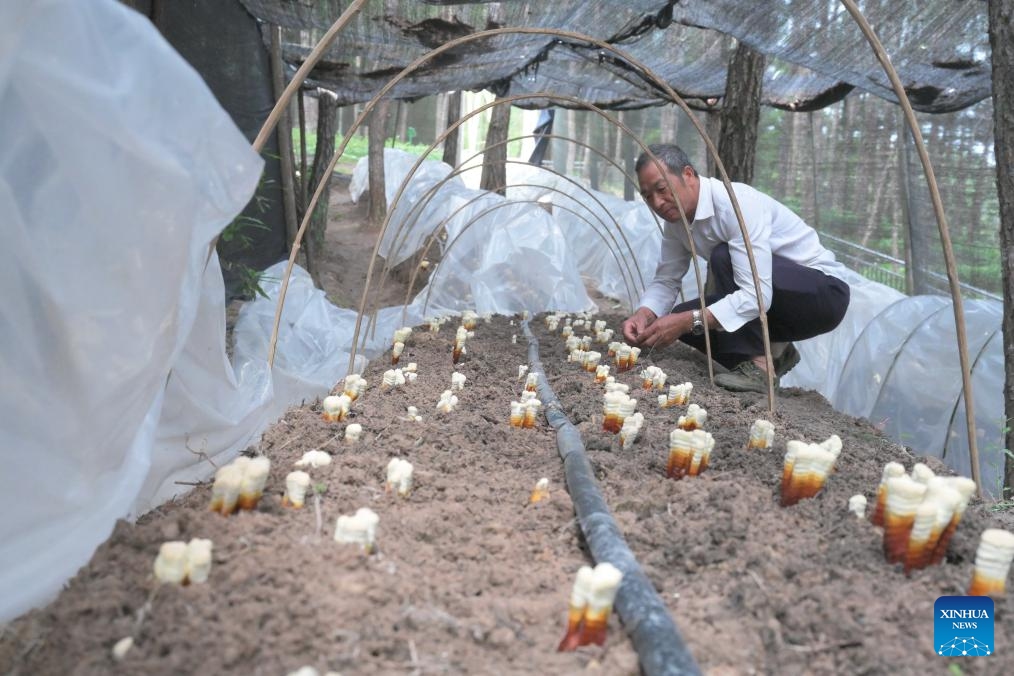 A local resident checks the growth of Lingzhi mushrooms at an ecological farm in Gutian County of Ningde City, southeast China's Fujian Province, May 9, 2024. Fujian Province is covered by a total area of more than 121 million mu (about 8.1 million hectares) of forest that accounts for 65.12 percent of its land surface.(Photo: Xinhua)