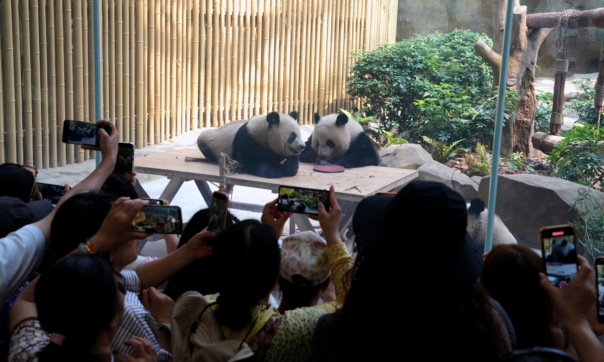 Tourists watch giant pandas play at the Chengdu Research Base of Giant Panda Breeding in Chengdu, Southwest China's Sichuan Province on May 22, 2024. Photo: VCG