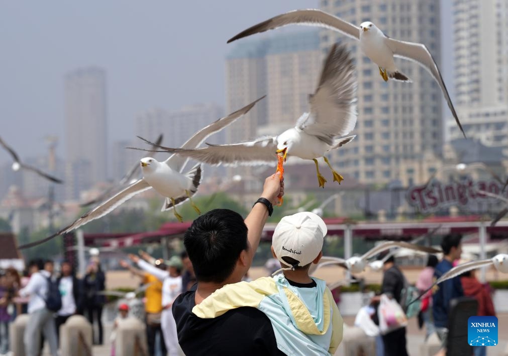 A tourist feeds a seagull at Xinghai Square in Dalian, northeast China's Liaoning Province, May 22, 2024. Various scenic spots in Dalian see surging tourists as the coastal city reaches the peak of its tourism season. The sites as zoos and aquariums even the natural places where tourists can see wild animals are among the increasingly popular destinations for the tourists.(Photo: Xinhua)