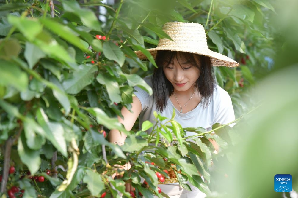 A tourist picks cherries at a farm in Nanhu Town of Rizhao City, east China's Shandong Province, May 22, 2024. Relying on its natural scenery and convenient transportation, Nanhu Town of Rizhao City has been vigorously developing ecological tourism featuring fruits-picking tours and agritainment in recent years. Agricultural farms for leisure see increasing popularity among tourists and locals.(Photo: Xinhua)